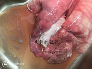 3、猪肺的处理方法,自来水打开,套着猪肺上的管子灌水。直到猪肺涨大,把猪肺里水倒出,再灌水,来回反复,灌满水的时候,要轻轻揉搓猪肺哦。以便于清理肺里面。看下面图,我拍了猪肺变化过程。