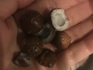 2、海椰皇止咳大骨汤,海椰皇敲开取肉备用