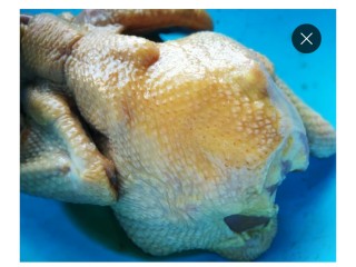 7、烤箱版叫花鸡,腌制好的鸡肉外表皮刷一层蜂蜜，一遍即可。刷了蜂蜜（甜），烤出来色泽会非常好看。适量的甜味也能增鲜。