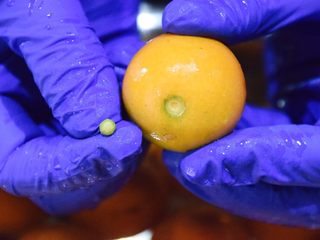 3、止咳清肺-杭白菊金枣果凝,将果蒂去掉