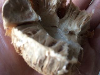 6、自制秋梨膏,将罗汉果剥成块状