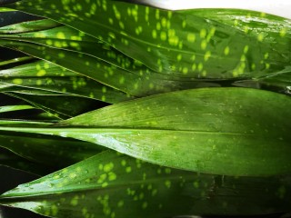 9、大肉粽,粽叶洗净沥干水份备用