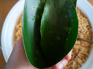 15、大肉粽,开始包粽子;先将粽叶折成漏斗形