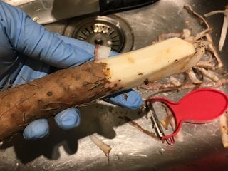 7、想要你-山药豆腐,处理山药外皮,一定要带手套哦!不然会痒痒????