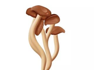 1、丨近期流感高发，要常喝这种菌菇汤哦！,茶树菇：茶树菇是一种高蛋白，低脂肪，无污染，无药害，集营养、保健、理疗于一身的纯天然食用菌。它富含人体所需的天门冬氨酸、谷氨酸等十七种氨基酸和十多种矿物质微量元素与抗癌多糖，其药用保健疗效高于其他食用菌，常吃可提高人体免疫力、增强人体防病能力。