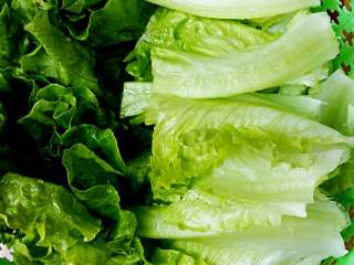 2、清炒生菜+#夏天的味道#,洗净后切段备用。