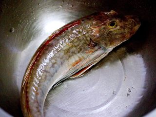 1、吃掉一朵花+萝卜丝柳叶包&清炖红蟹鱼汤,红蟹鱼用清水冲洗干净后