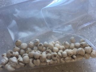 1、川贝梨盅,取五粒，用擀面杖碾碎成粉末