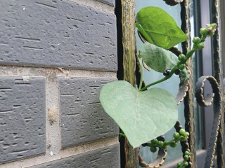 1、超简单的素汤:木耳菜汤,种在窗台外的木耳菜再不吃就老了…