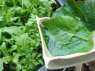 2、超简单的素汤:木耳菜汤,采摘叶片洗净