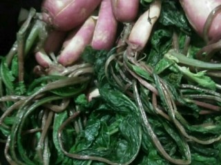 11、侗乡酸白菜,也可以用同样的方法，做萝卜酸菜。