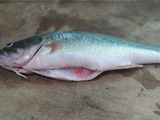 1、春节宴客菜—清蒸鲈鱼,新鲜鲈鱼一条，个头大概在一斤左右