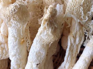 1、竹荪鸡汤,竹荪一般都是干的先要泡发，这个是野生的竹荪，野生的竹荪营养价值特别的高。