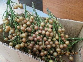 1、生津健胃化痰止咳黄皮果酱,新鲜采摘黄皮果。