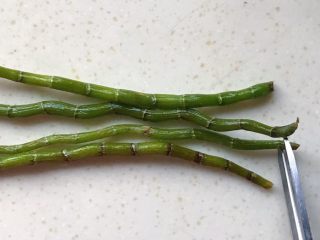 5、鲜铁皮石斛汁,用剪刀剪掉头尾