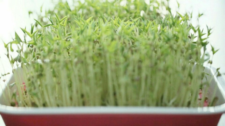 发绿豆芽