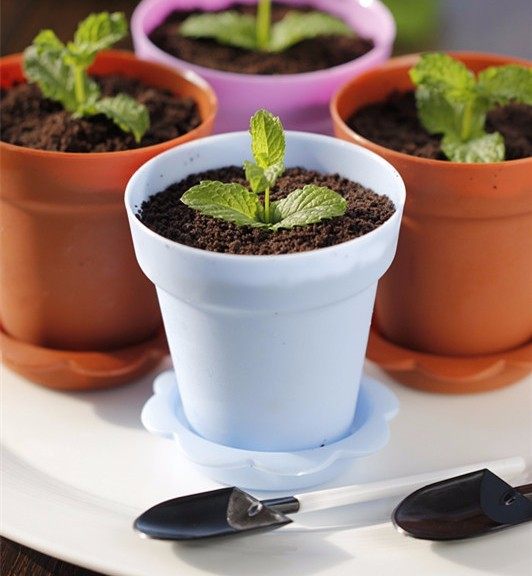 爆红的甜品盆栽芝士蛋糕